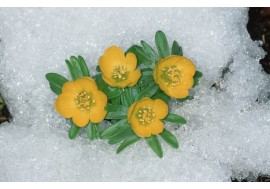 Желтые цветы в снегу. Снег лежит вокруг цветов с зелеными листьями
