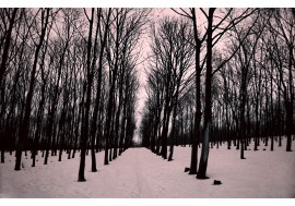 Антрацитовые узоры деревьев на фоне снега в зимнем лесу